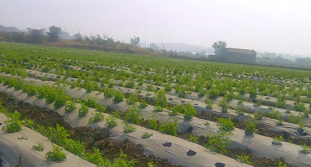 Work From Village, छोटे से गांव में बैठकर तुलसी की खेती से कमाएं लाखों रुपए