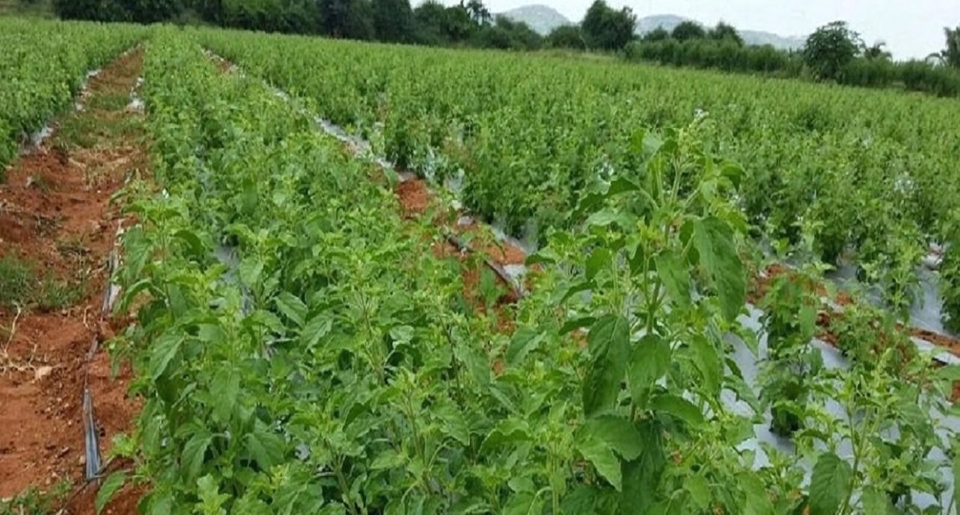 Work From Village, छोटे से गांव में बैठकर तुलसी की खेती से कमाएं लाखों रुपए